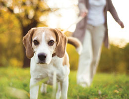 A light brown and white dog with floppy ears walks toward the camera, its owner holding a leash behind it.