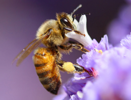 A bee pollinating a flower.