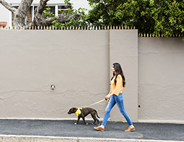 Woman walks a dog down the street in front of a concrete fence.