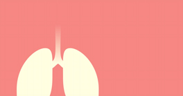  Lungs.